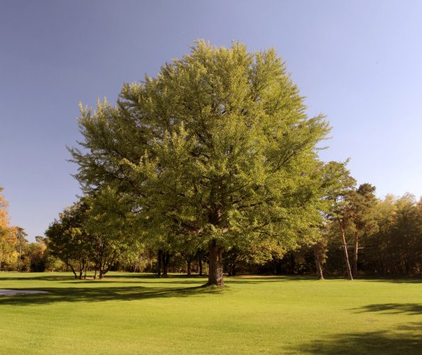 Ginko biloba