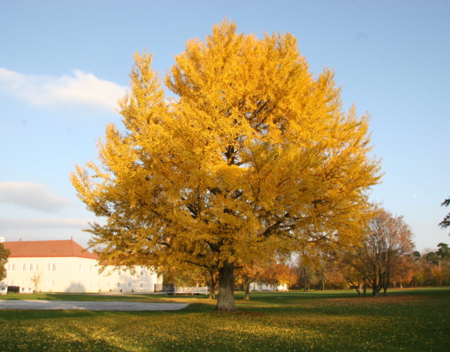 Ginko biloba