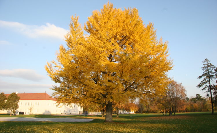 Ginko biloba