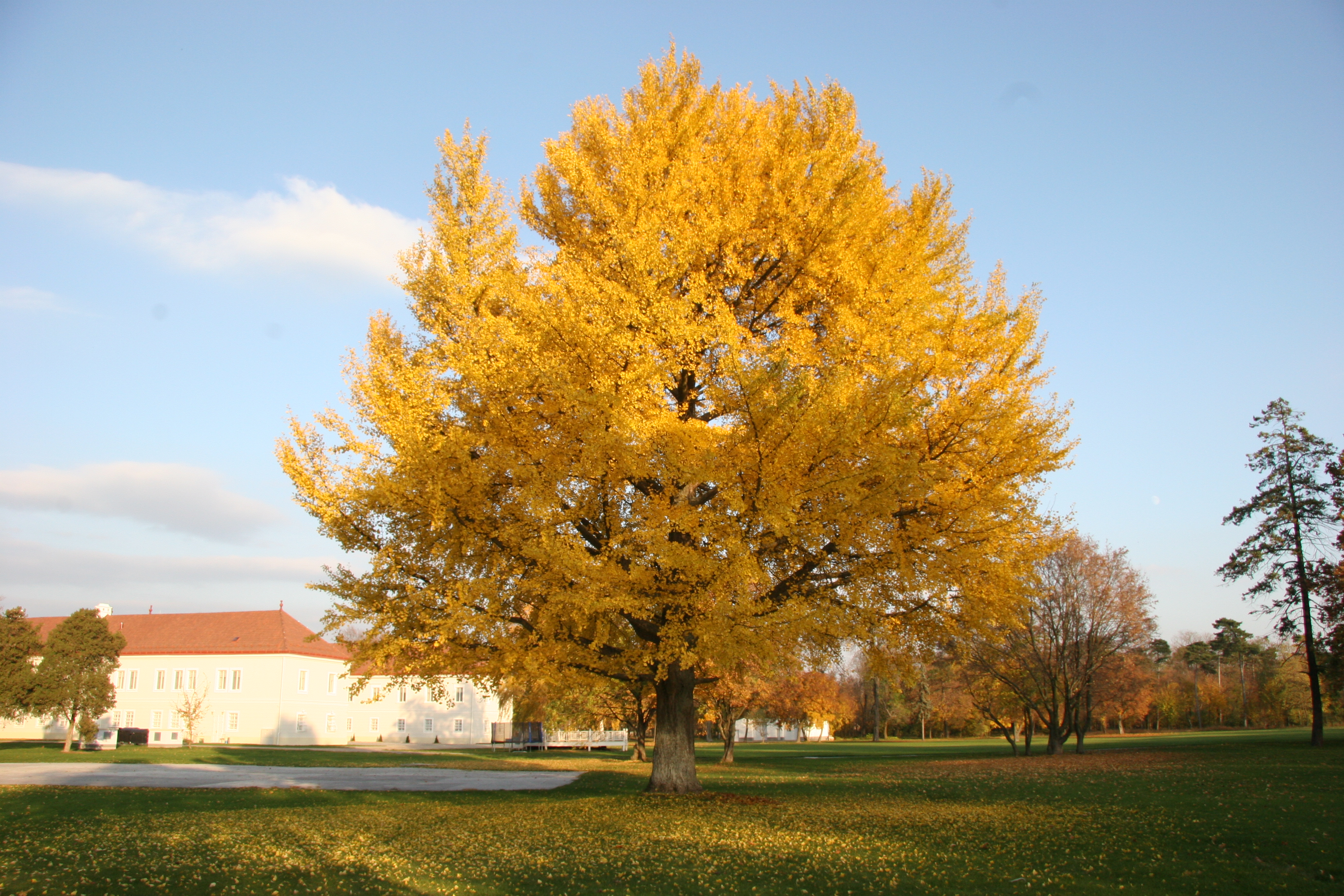 Ginko biloba